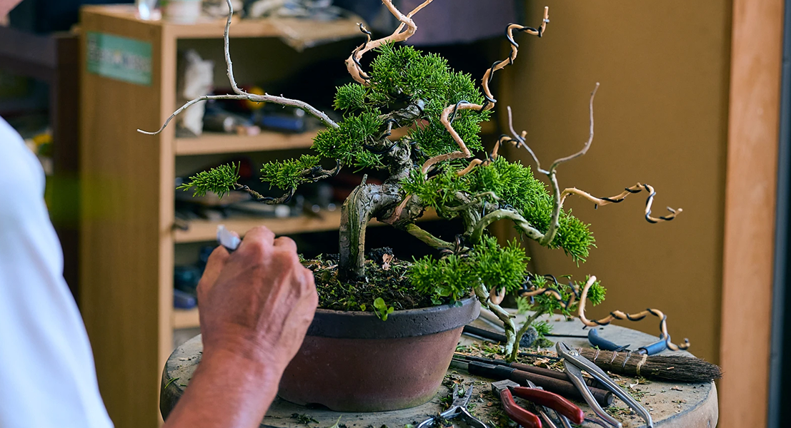 Bonsai artisan working - Our Story