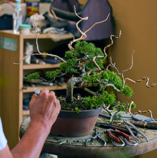 Bonsai artisan working - Our Story