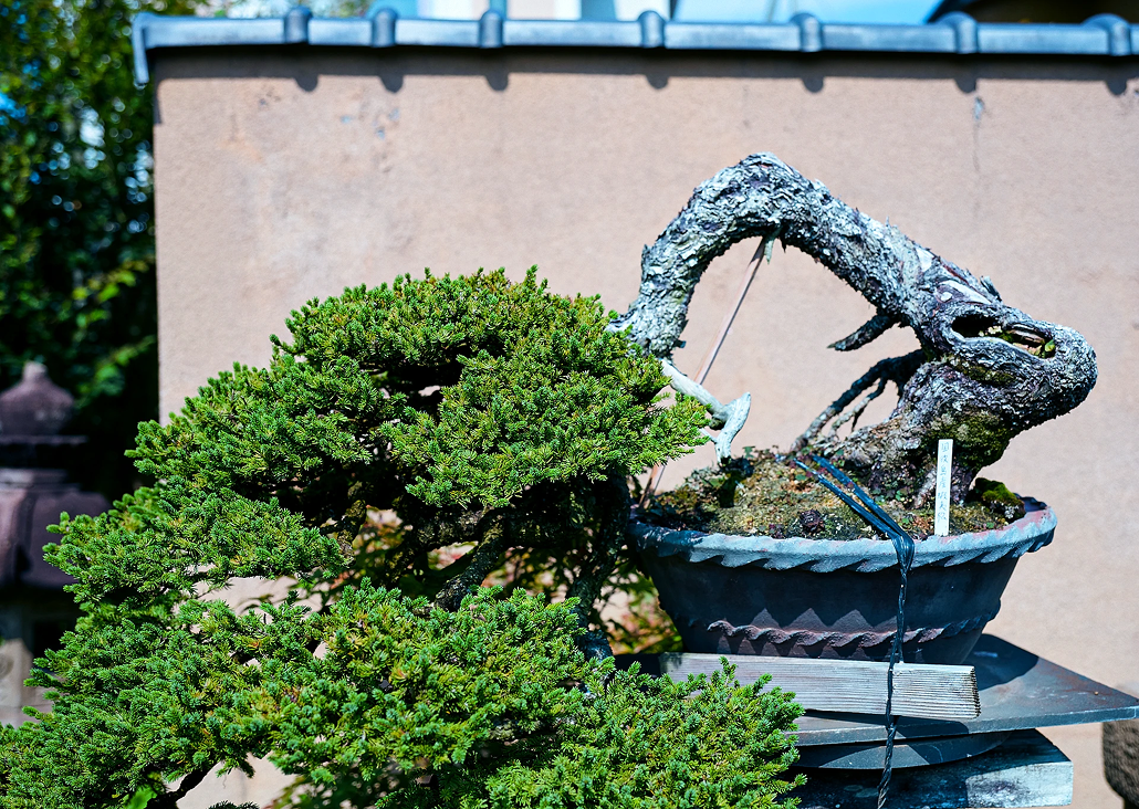 Bonsai Detail